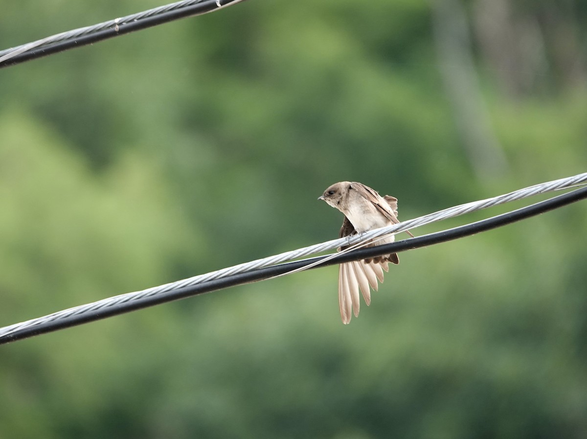Northern Rough-winged Swallow - ML585248731