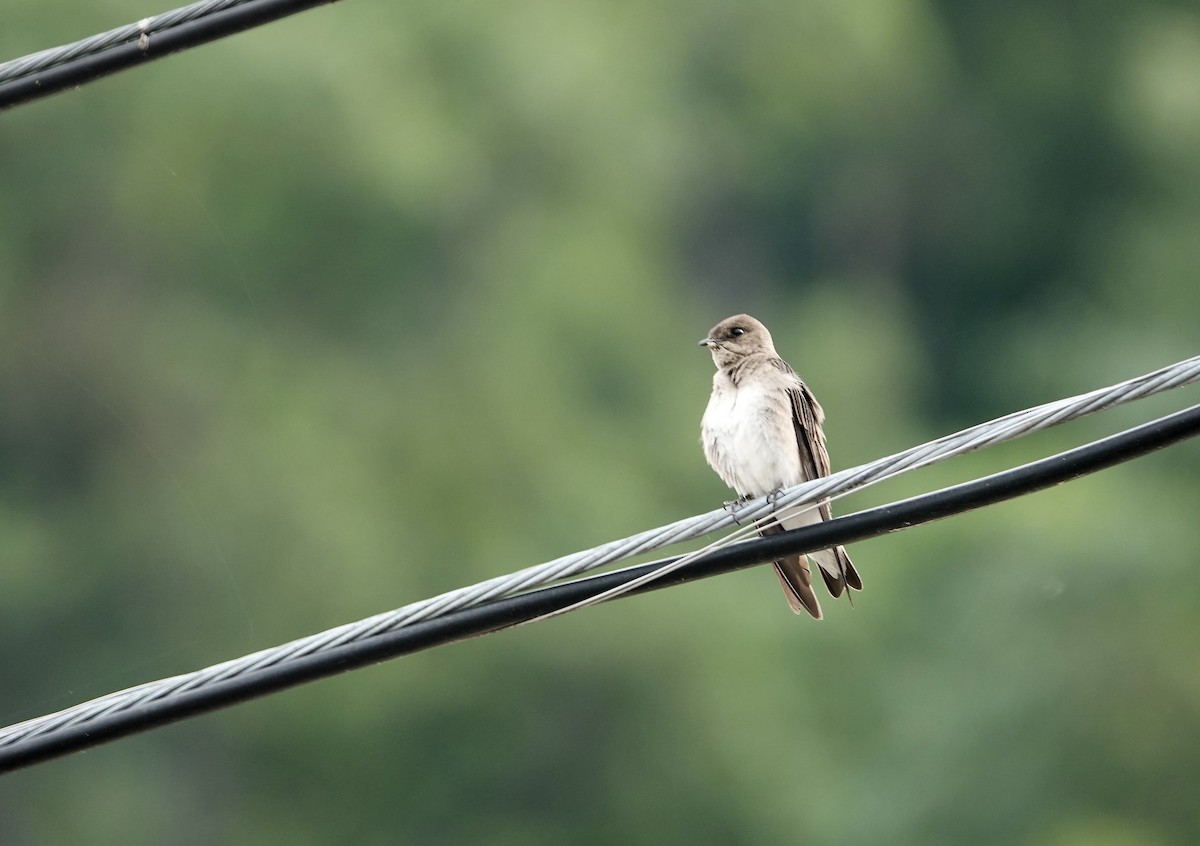 Northern Rough-winged Swallow - ML585248741