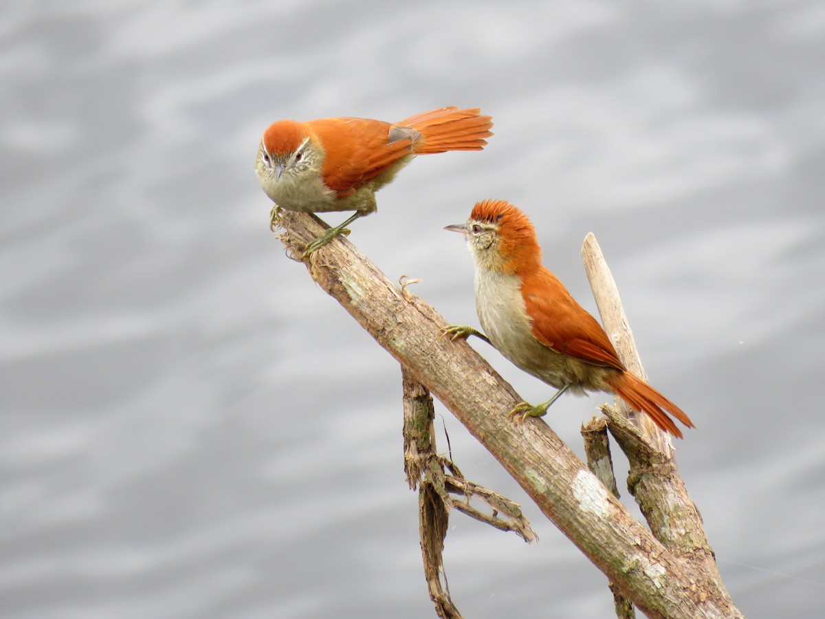 Rusty-backed Spinetail - ML585249231