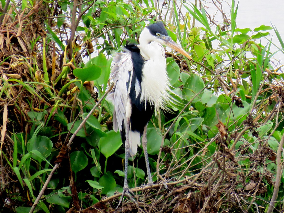 Cocoi Heron - ML585250041