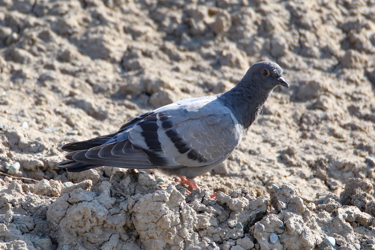 Rock Pigeon - ML585250891