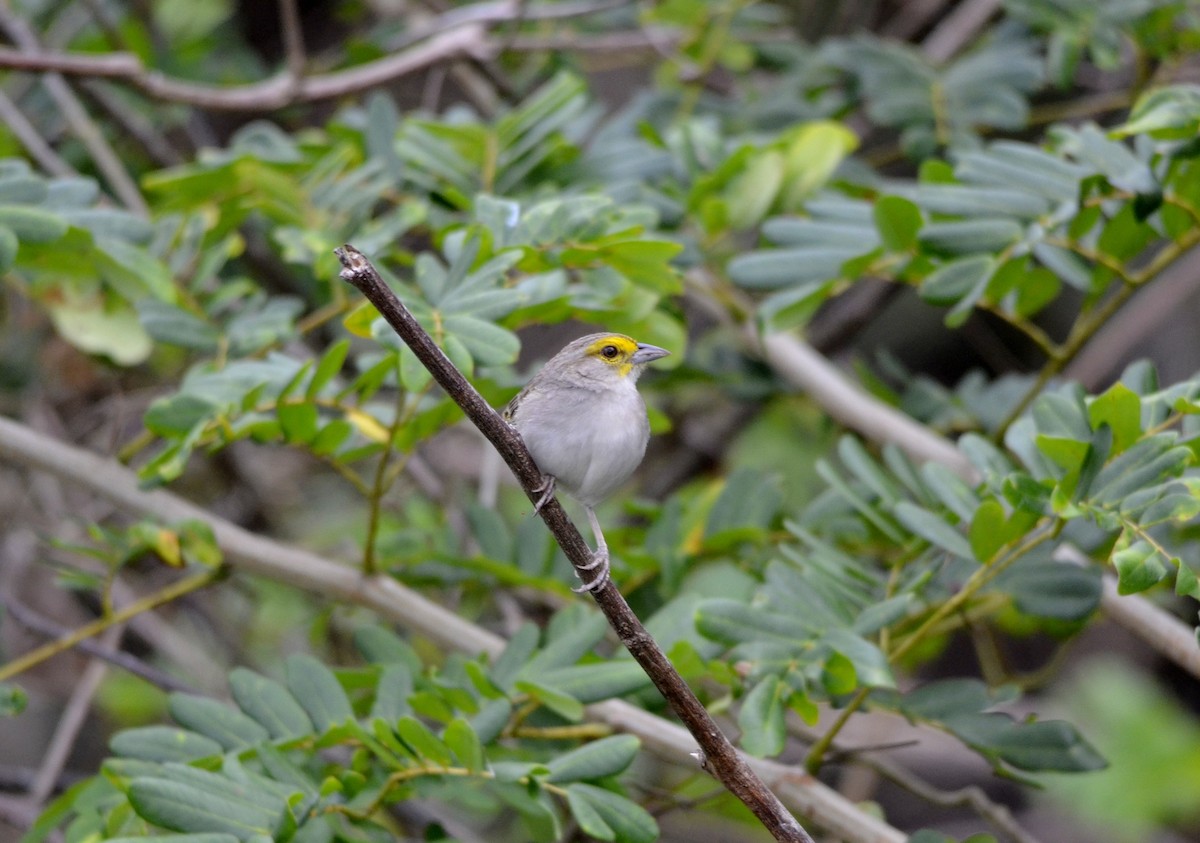 Yellow-browed Sparrow - ML585253101