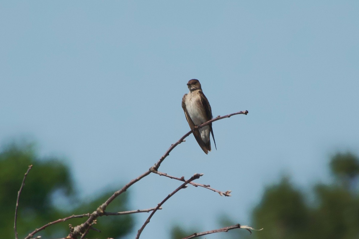 Northern Rough-winged Swallow - ML585254491