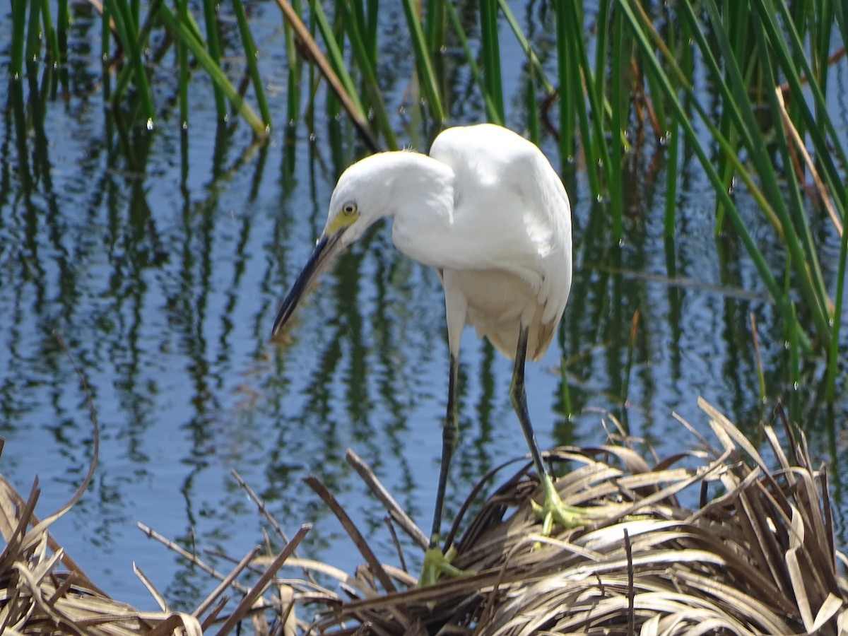 Great Egret - fernando hitta