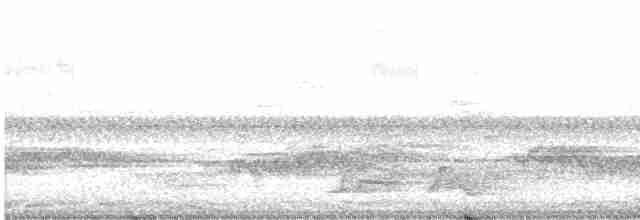 Carolinanachtschwalbe - ML585257601