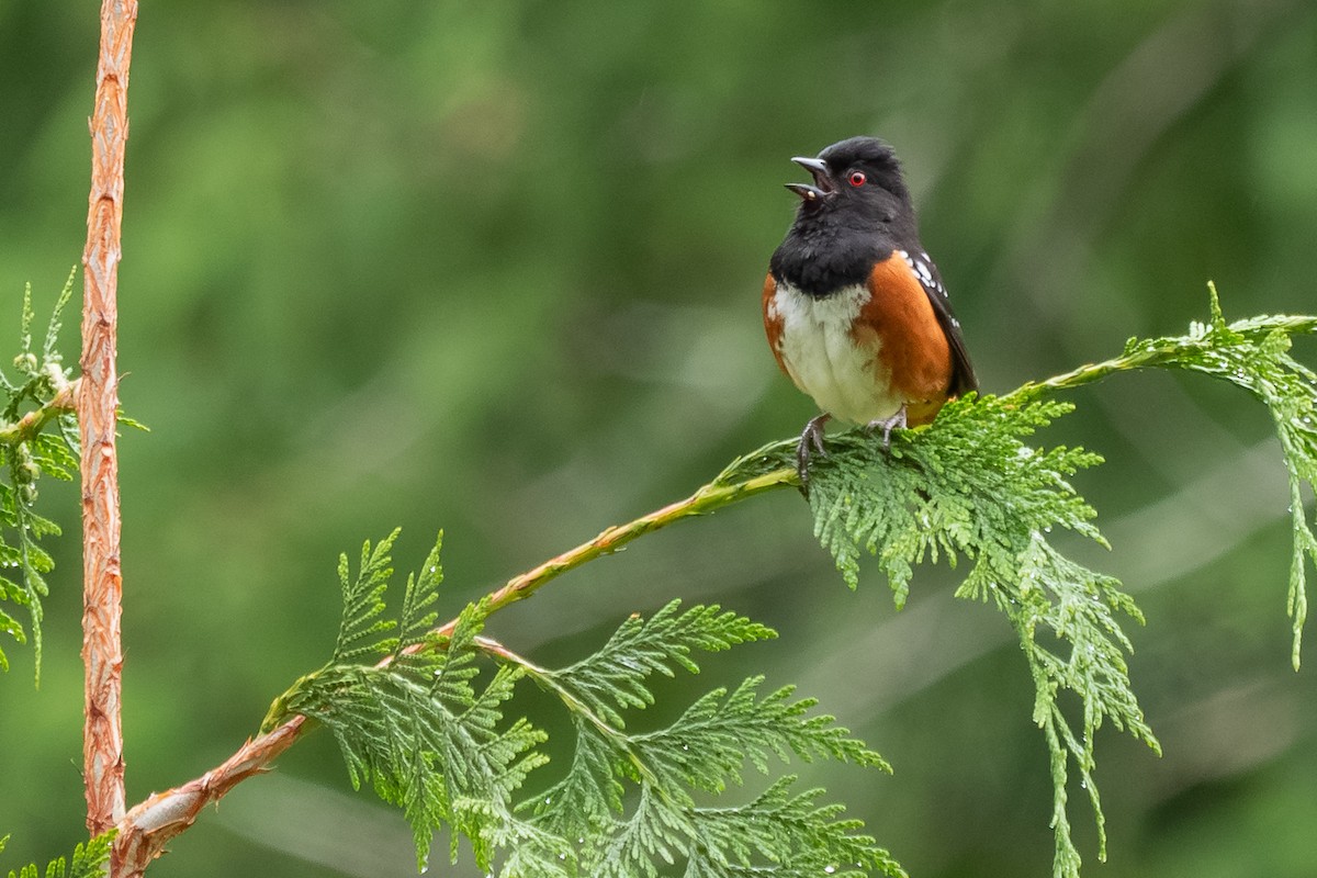 Spotted Towhee - Grace Oliver