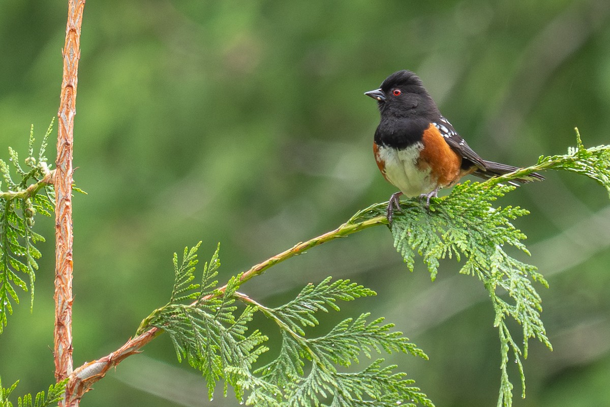 Spotted Towhee - ML585257941