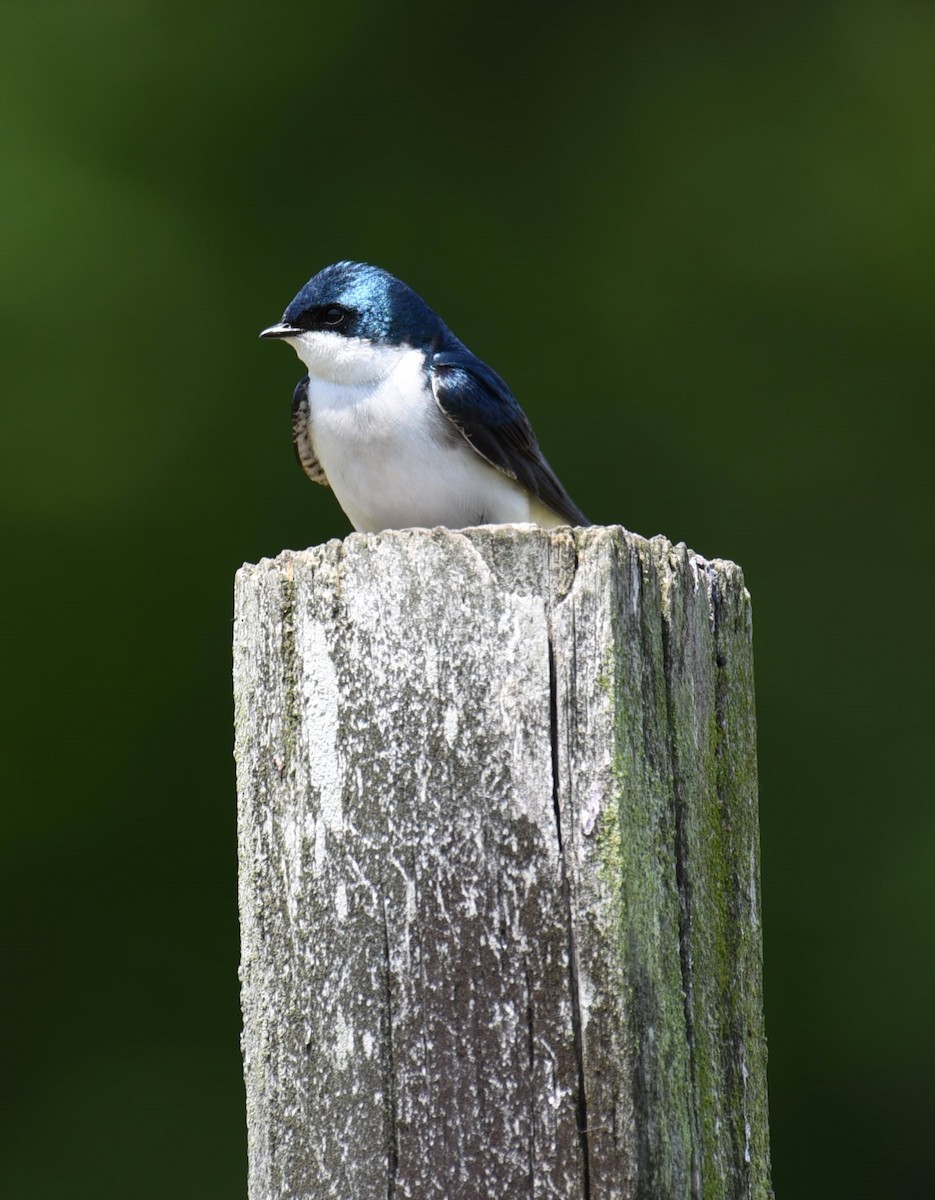 MarylandDC Breeding Bird Atlas Checklist 28 May 2023 Rauch Farm