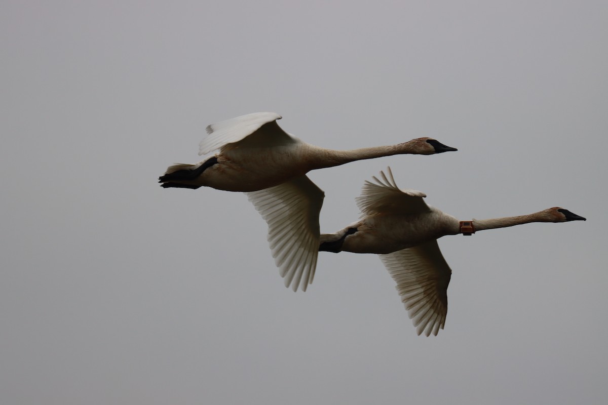 eBird Checklist 16 Jun 2023 Killdeer Plains Wildlife AreaDrained