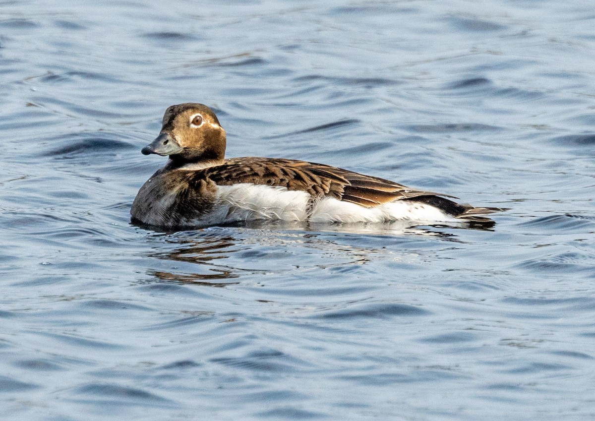 Long-tailed Duck - ML585258751