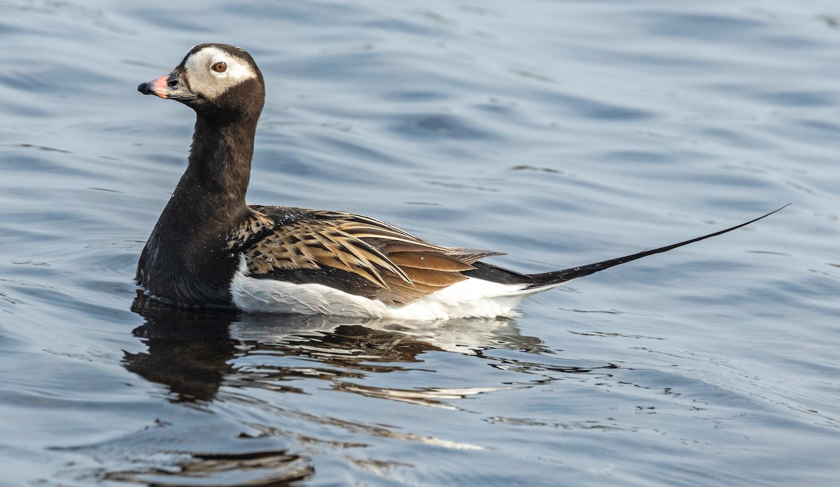 Long-tailed Duck - ML585258761