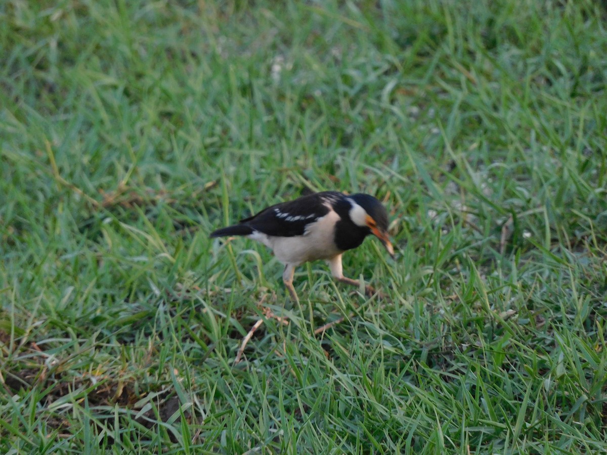 Indian Pied Starling - ML585259301