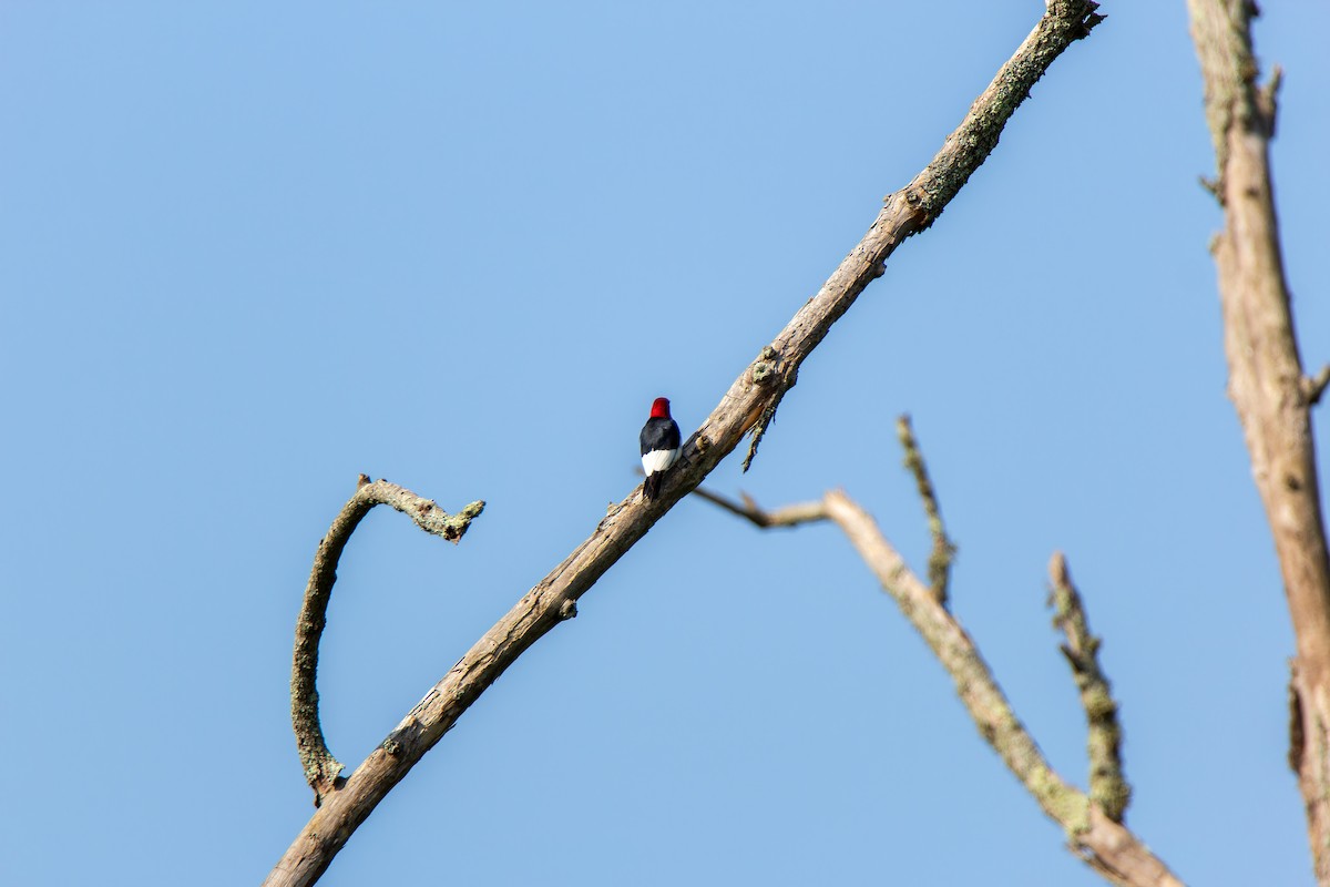 Red-headed Woodpecker - Edward McRowan