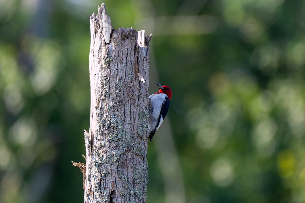 Red-headed Woodpecker - Edward McRowan