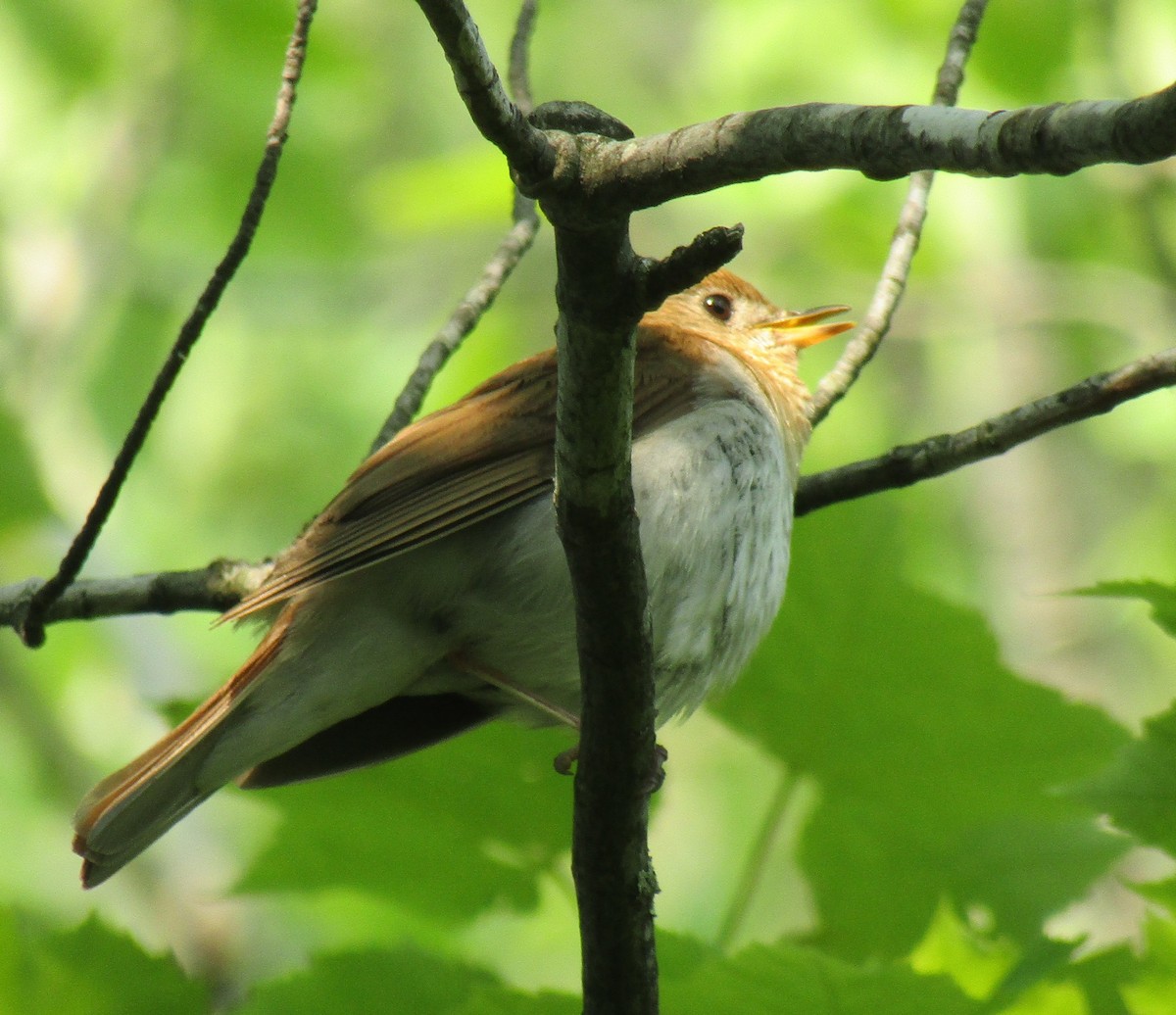 Ebird Checklist Jun Congdon Park Trail Upper Tischer Creek