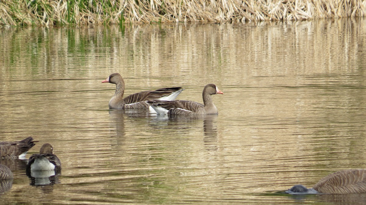 Greater White-fronted Goose - ML58527231