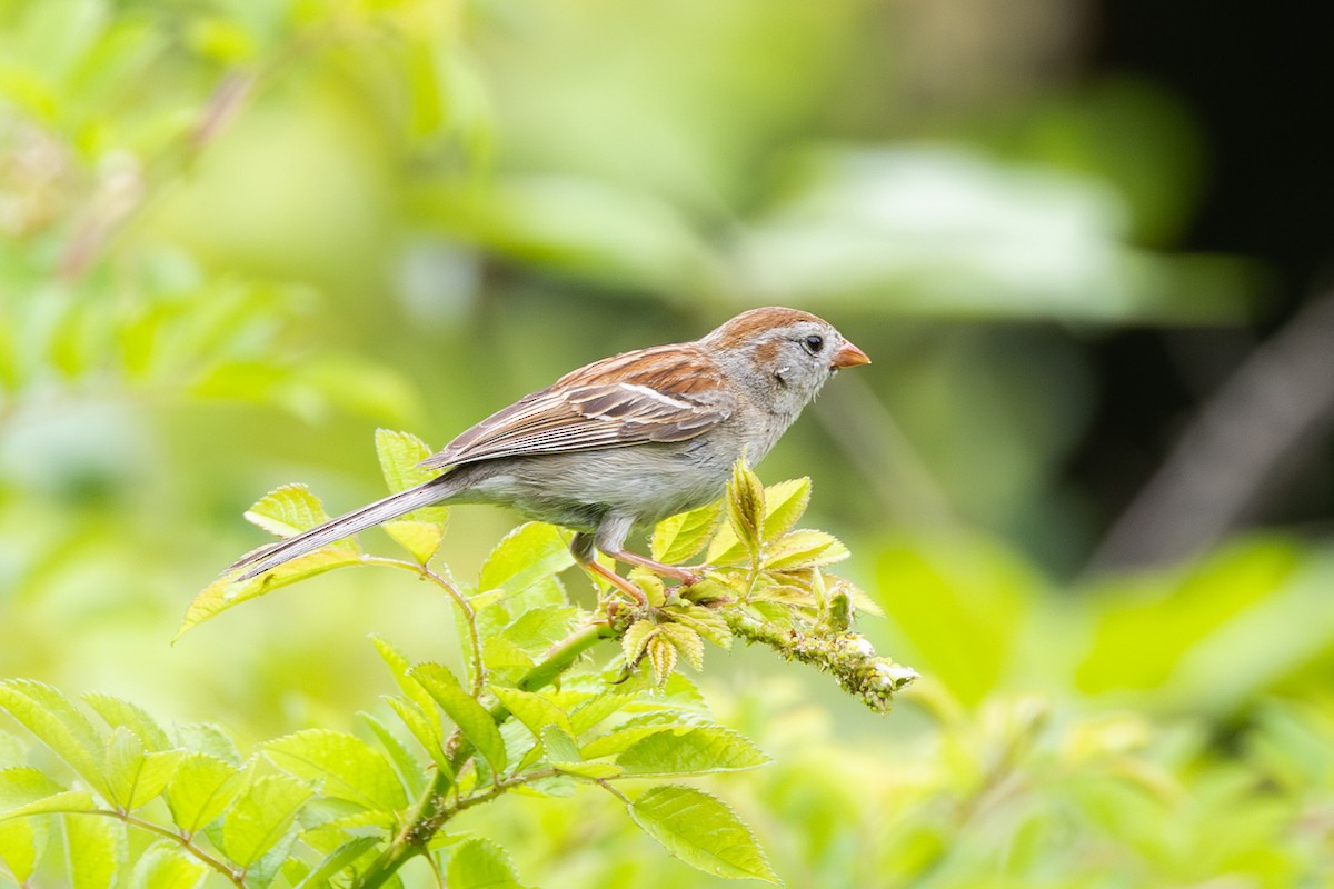 Field Sparrow - Peter Kwiatek