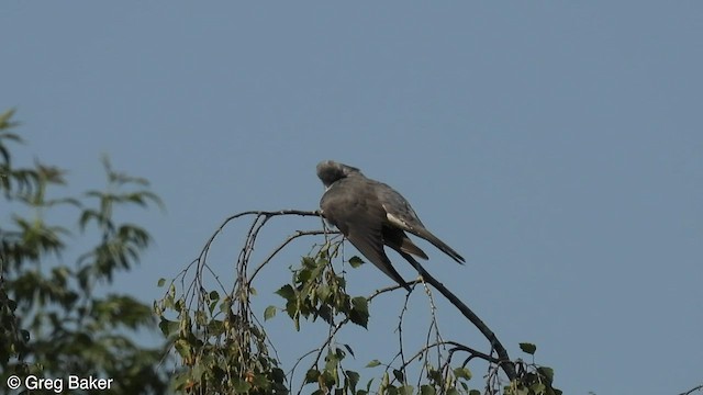 Common Cuckoo - ML585279441