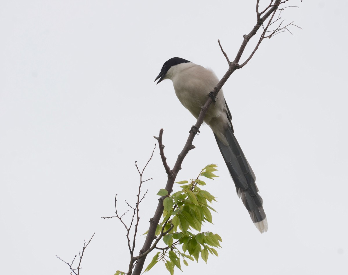 Azure-winged Magpie (Japanese) - Timothy Spahr