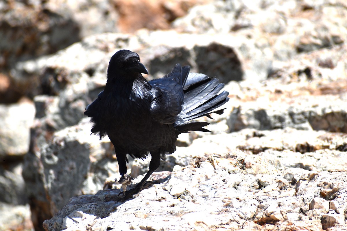 Common Raven - ML585282861