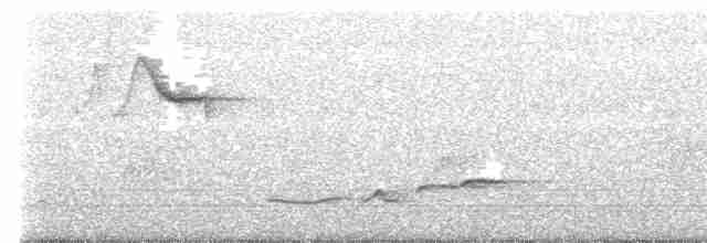 Troglodyte à poitrine blanche - ML585284241