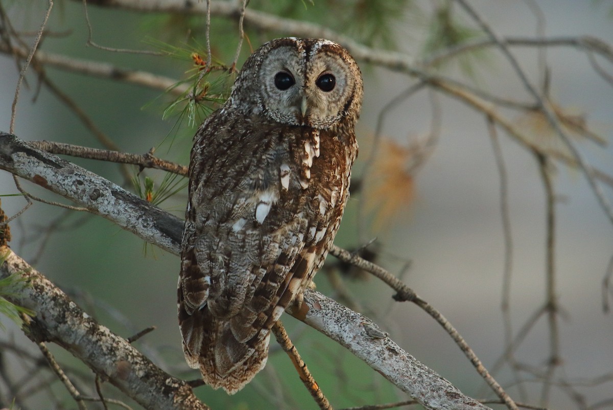 Tawny Owl - ML585288121
