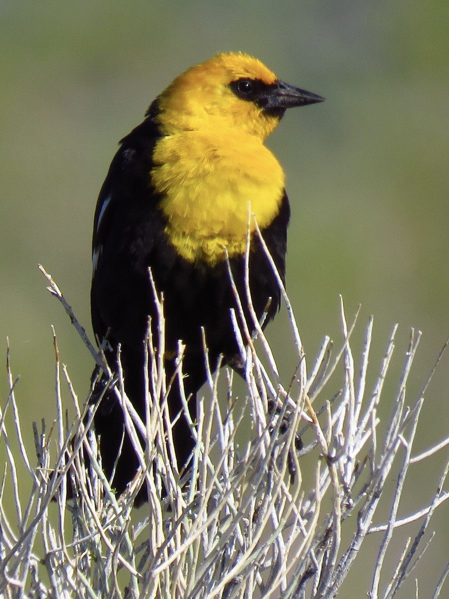 Yellow-headed Blackbird - ML585294321