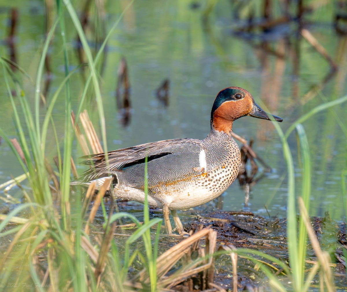 Green-winged Teal - ML585300421
