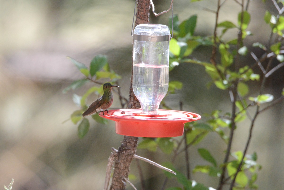 Berylline Hummingbird - ML585307081