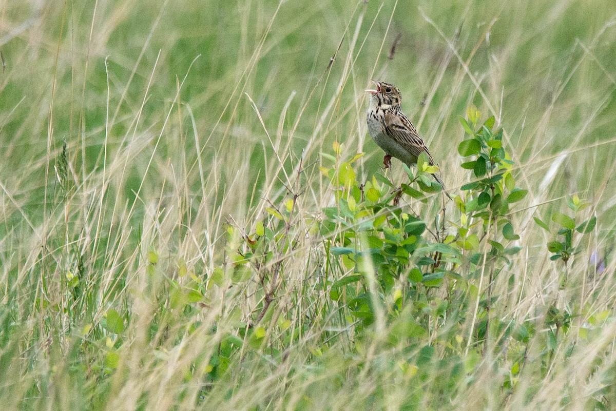 Baird's Sparrow - Cameron Johnson