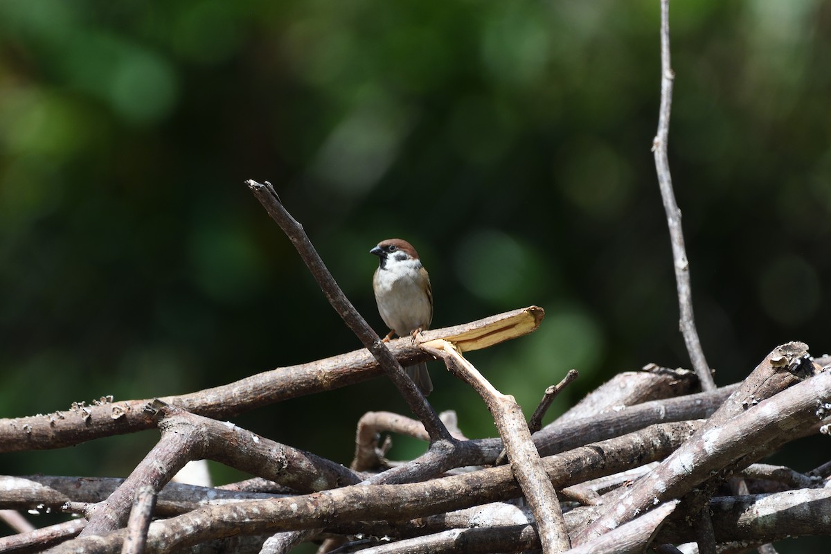 Eurasian Tree Sparrow - ML585311511