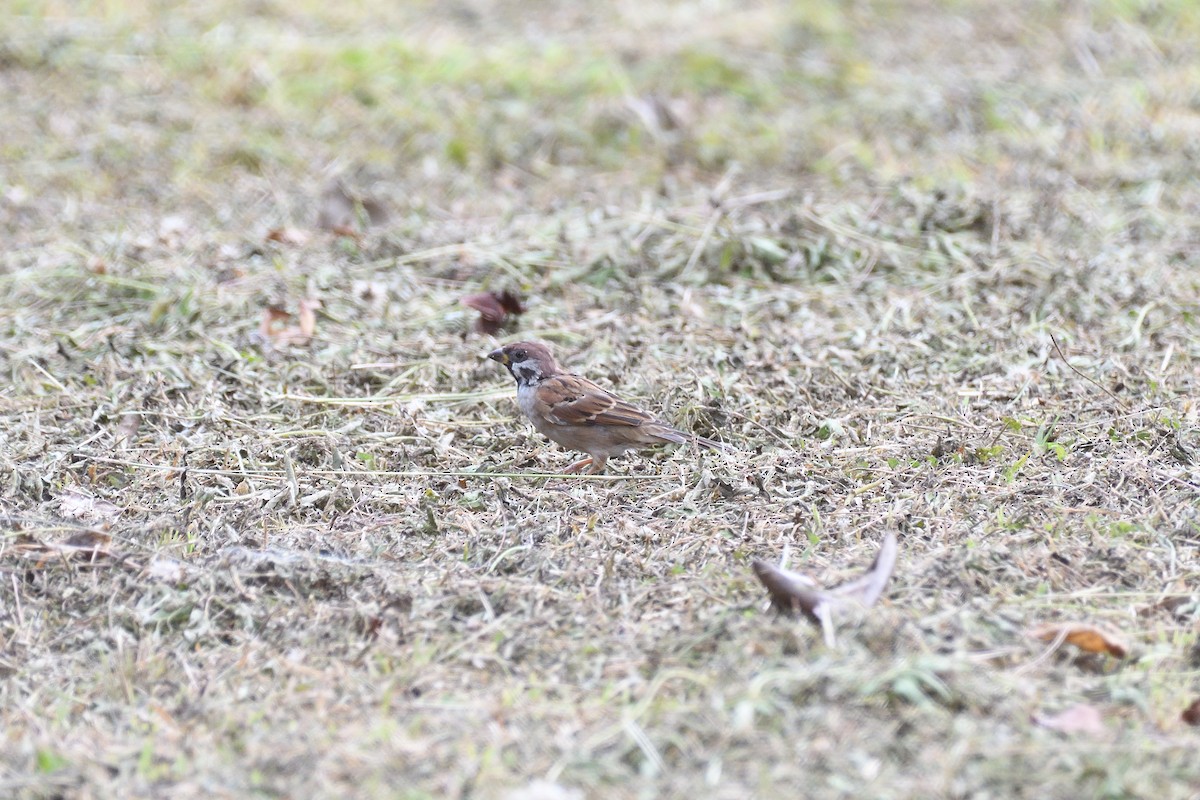 Eurasian Tree Sparrow - ML585311541