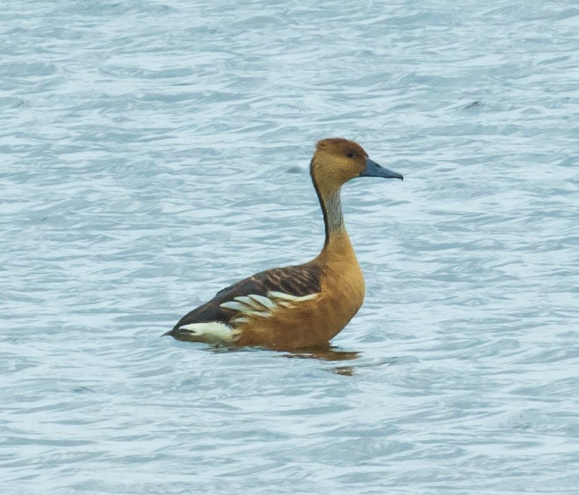 Fulvous Whistling-Duck - Mary & Lou Truex