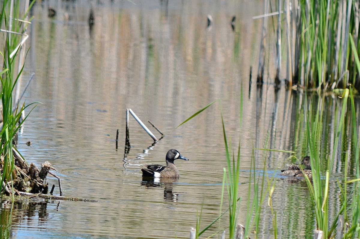 Blue-winged Teal - ML585313081