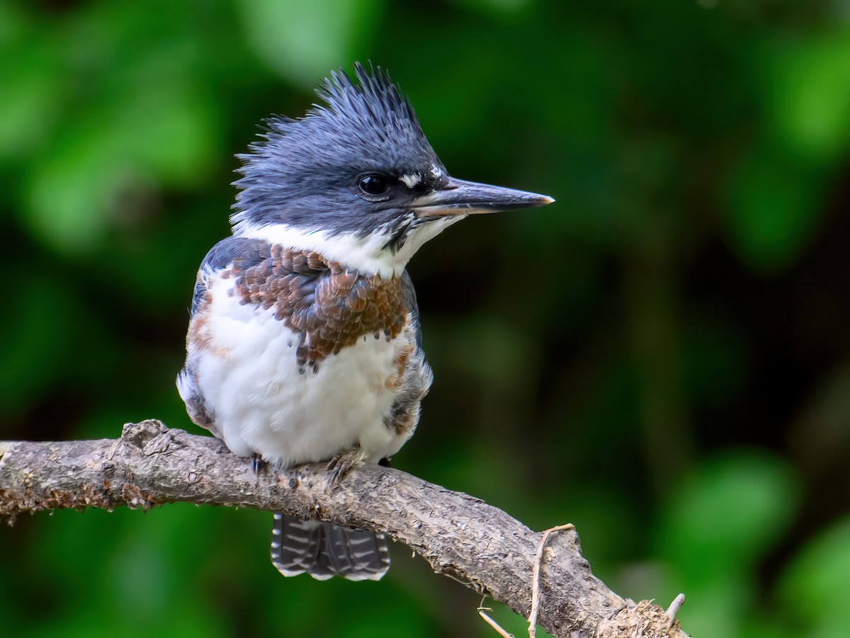 Belted Kingfisher - ML585315311