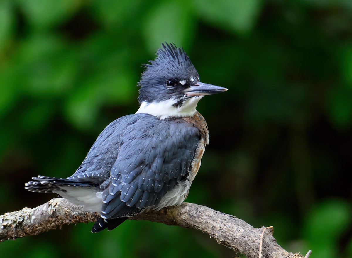 Belted Kingfisher - ML585315321