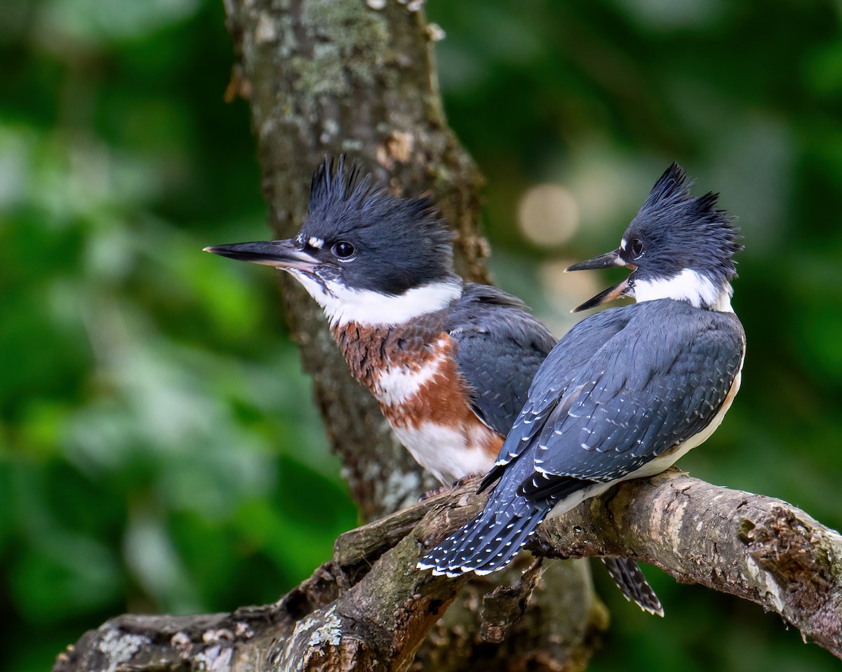 Belted Kingfisher - ML585315331