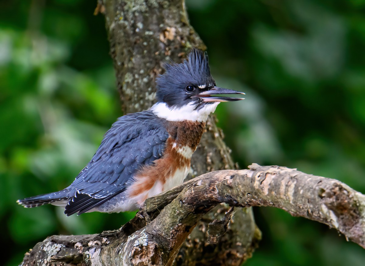 Belted Kingfisher - ML585315341