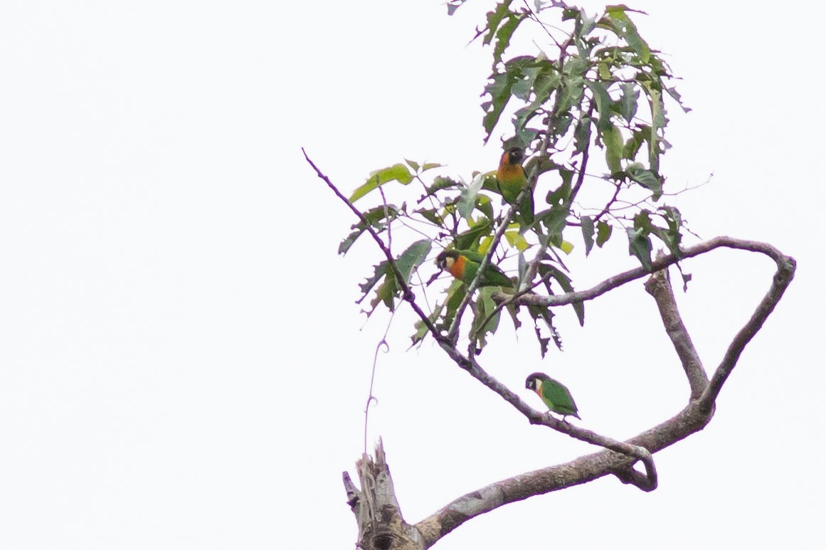 Dusky-cheeked Fig-Parrot - ML585315451