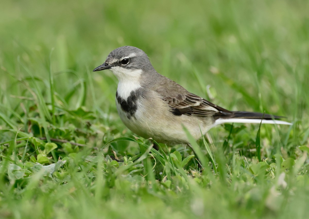 Cape Wagtail - ML585318371