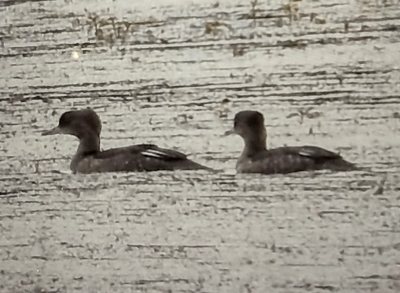 eBird Checklist 16 Jun 2023 Wantage Grasslands USNJWantage100