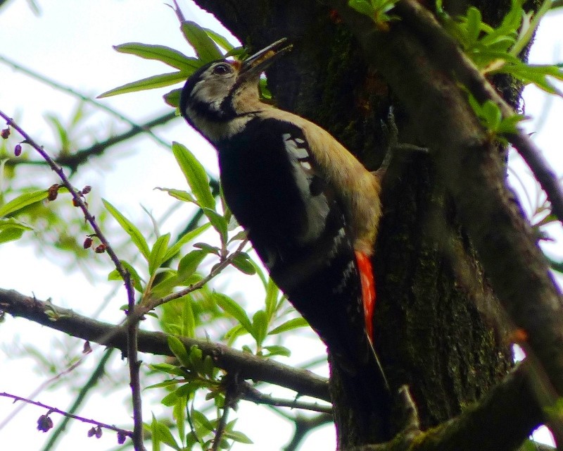 Himalayan Woodpecker - forest venkat