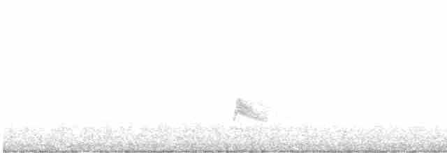 White-crested Elaenia - ML585324981