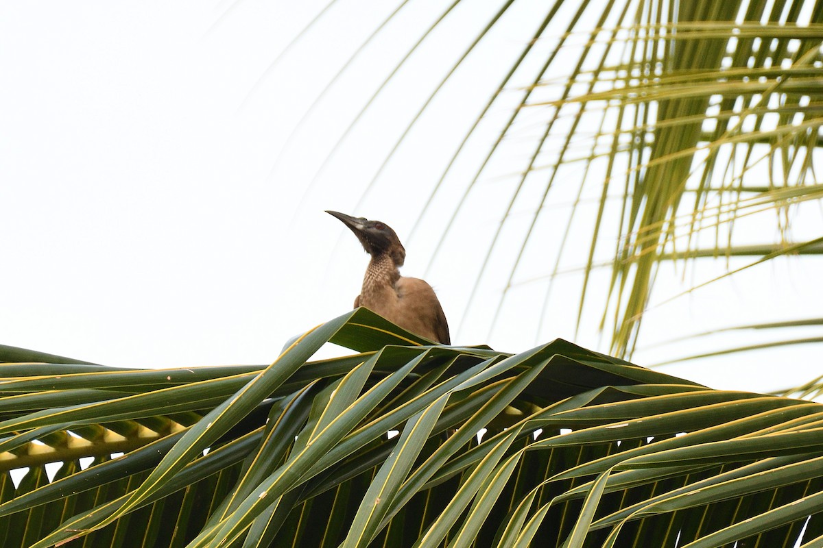 Helmeted Friarbird (New Guinea) - ML585325771