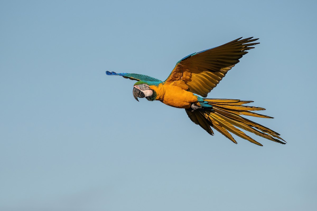 Blue-and-yellow Macaw - ML585326711