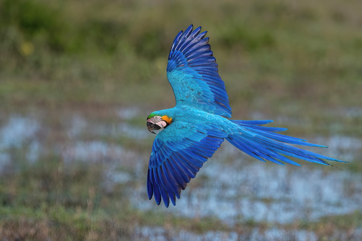 Blue-and-yellow Macaw - ML585326731