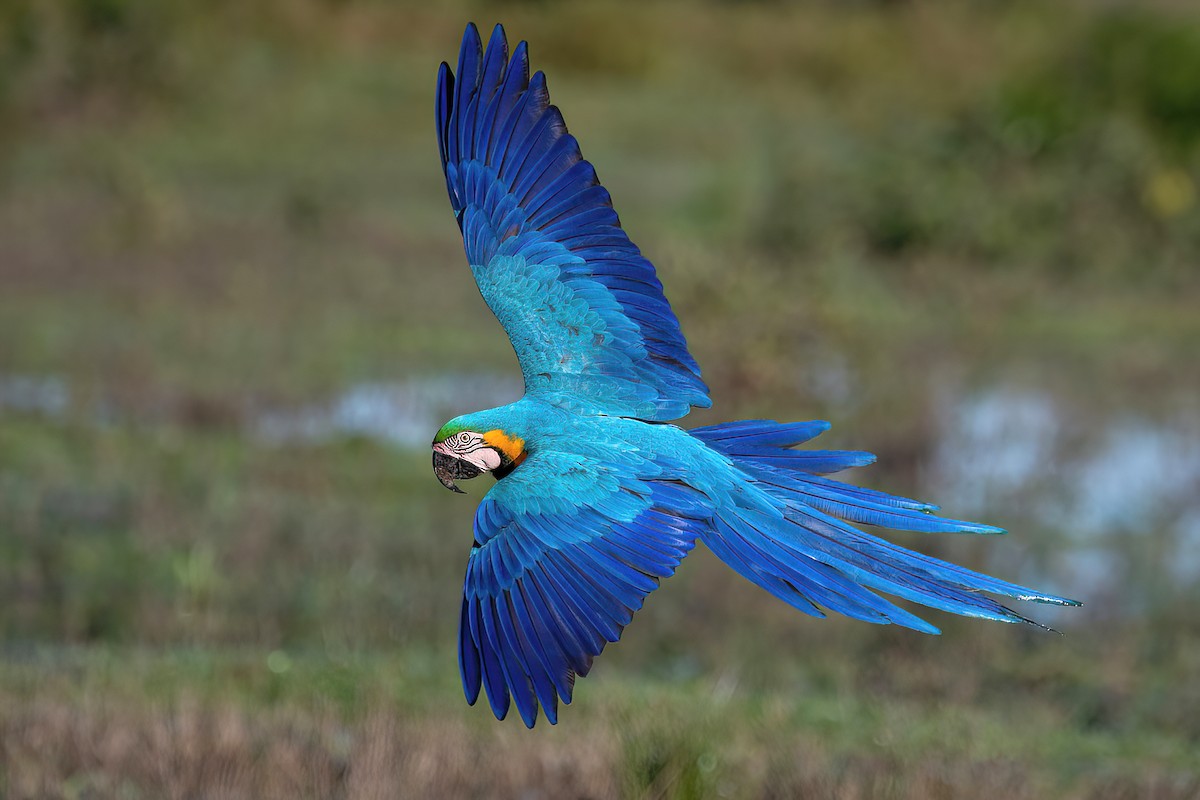 Blue-and-yellow Macaw - ML585326741