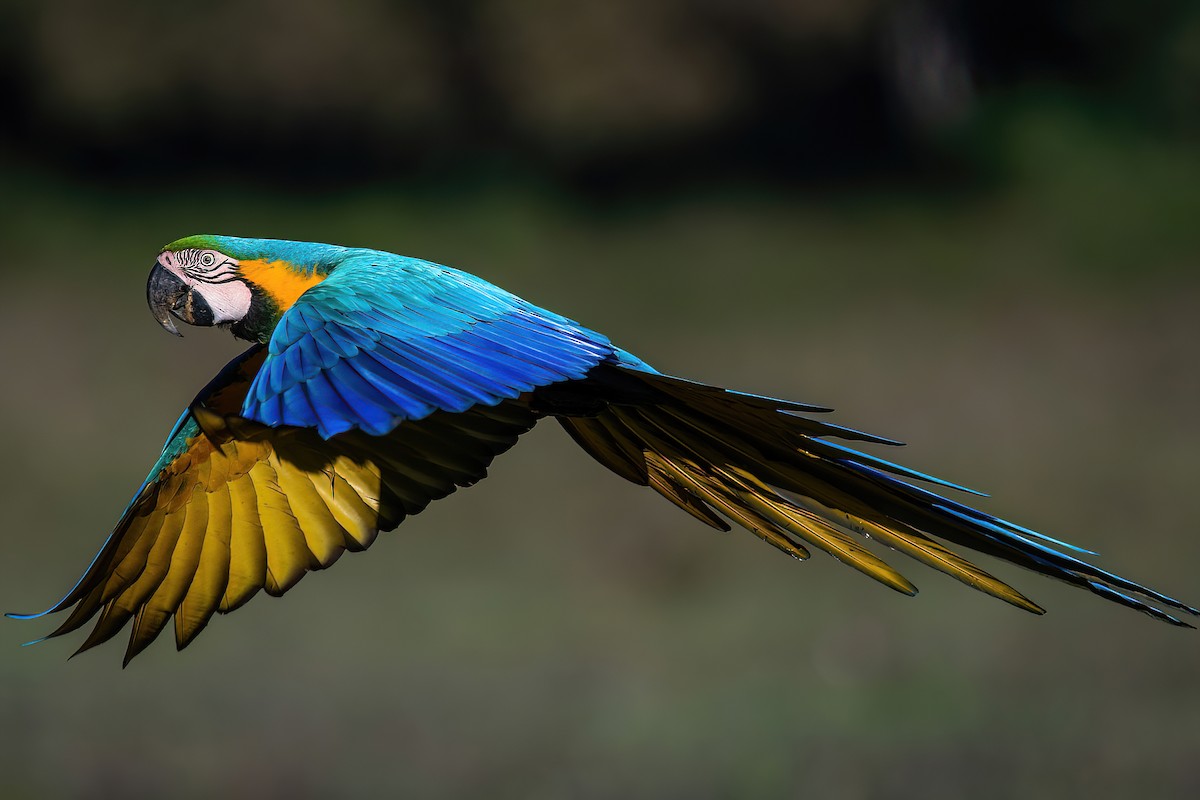 Blue-and-yellow Macaw - ML585326751