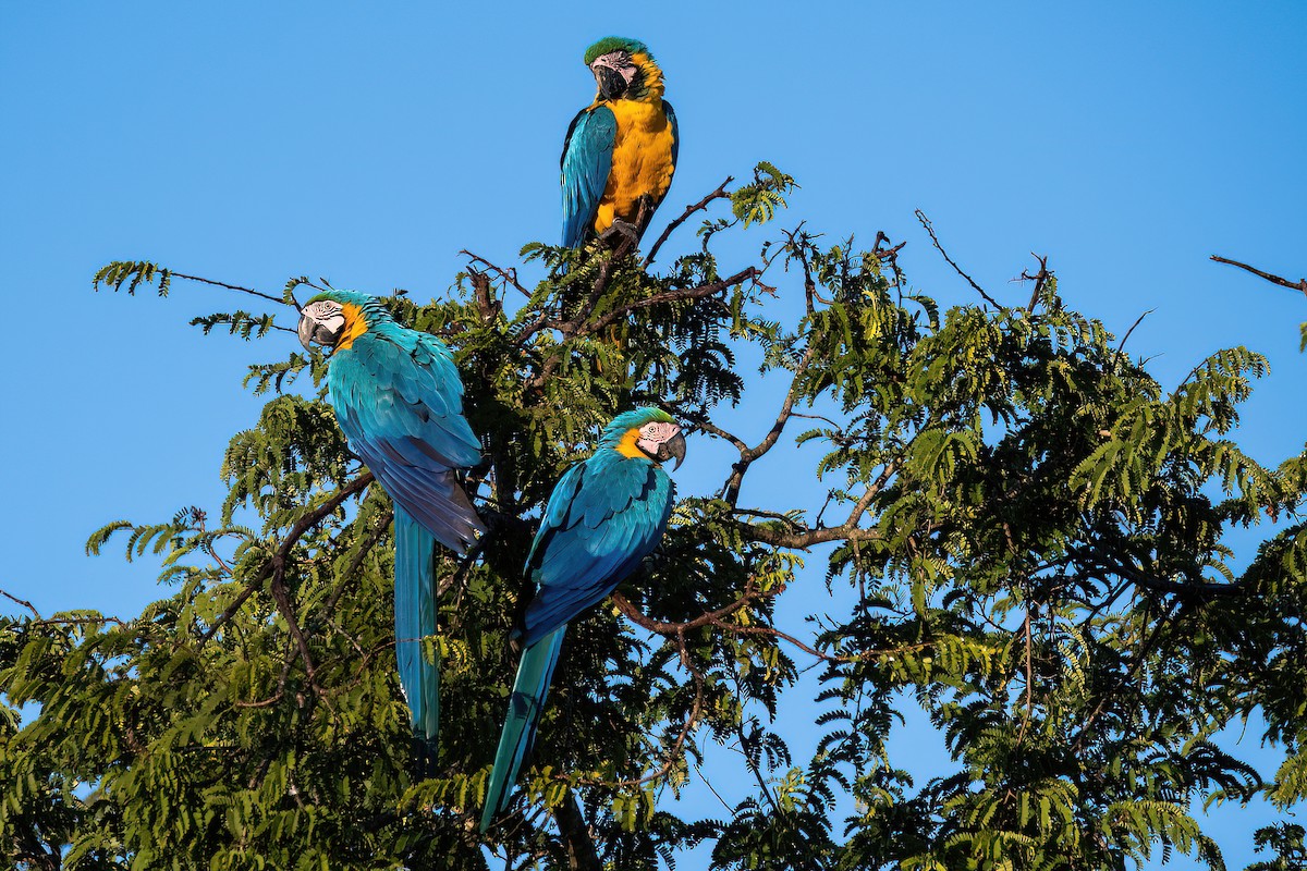 Blue-and-yellow Macaw - ML585326771