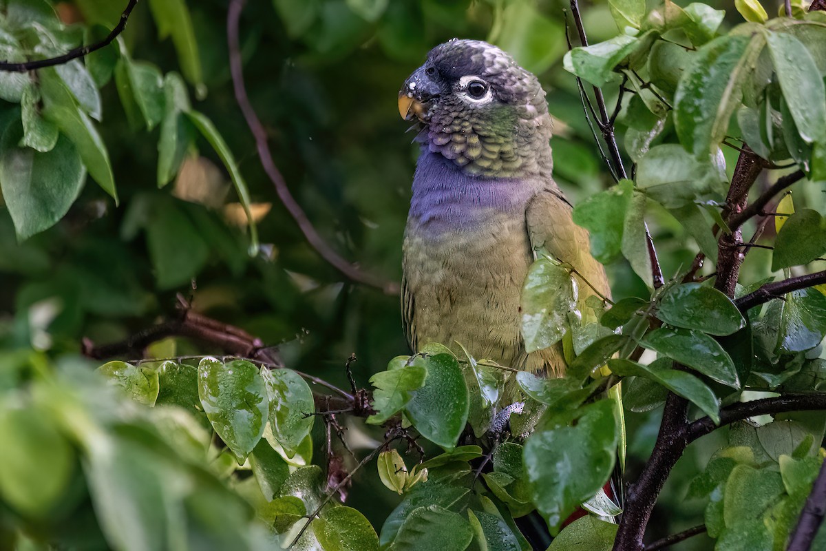 Scaly-headed Parrot - ML585327221